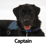 Memorial Hospital Therapy Dogs