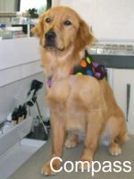 Compass - Therapy Dog