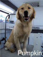 Pumpkin - Therapy Dog