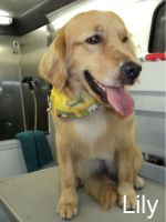 Lily - Therapy Dog