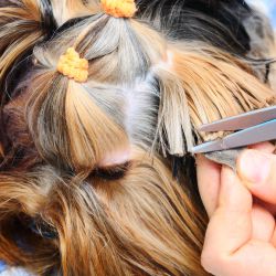Fort Lauderdale Mobile Dog Grooming