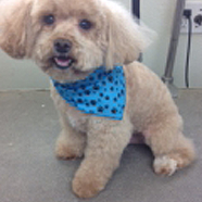 Cooper City Dog Grooming