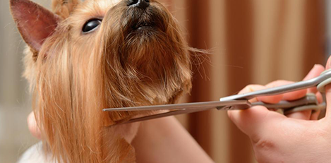 Pet Grooming Service