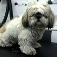 Aventura Dog Grooming