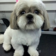 Pembroke Pines Dog Grooming